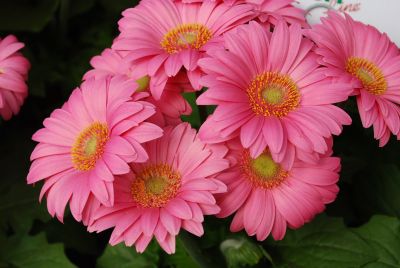 Florist Holland B.V.: Flori Line® Gerbera Mini Hot Pink 