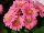 Florist Holland B.V.: Gerbera  'Mini Hot Pink' 