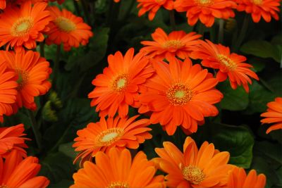 Florist Holland B.V.: Flori Line® Gerbera Mini Orange 