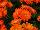 Florist Holland B.V.: Gerbera  'Mini Orange' 