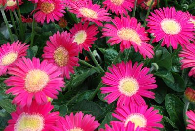 Florist Holland B.V.: Garvinea® Gerbera Adele® 