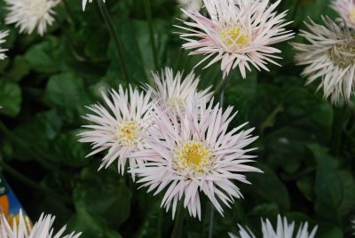 Gerbera Garvinea® 'Catherine®'