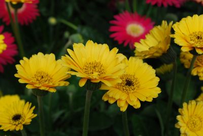 Florist Holland B.V.: Garvinea® Gerbera Isabel® 