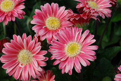 Florist Holland B.V.: Garvinea® Gerbera Jasmina® 