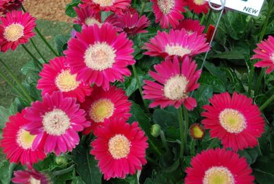 Garvinea® Gerbera Layla® 