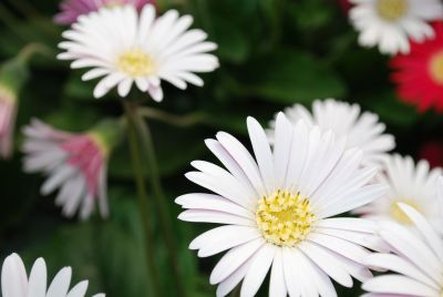 Gerbera Garvinea® 'Sleeping Beauty®'