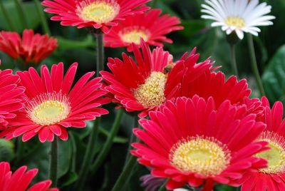 Gerbera Garvinea® 'Sophie®'