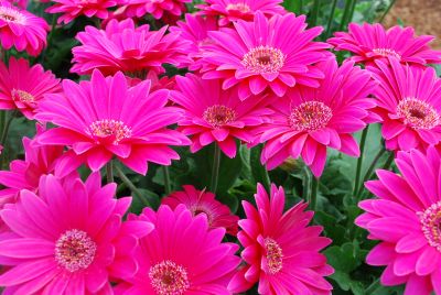 Gerbera Garvinea® 'Sweet Lollipop®'