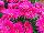 Florist Holland B.V.: Gerbera  'Sweet Lollipop®' 