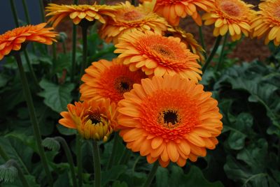 Gilroy Young Plants: Gerbera Great Smoky Mountain® 