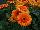 Florist Holland B.V.: Gerbera  'Great Smoky Mountain®' 