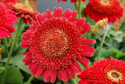 Gerbera  'Olympic®'