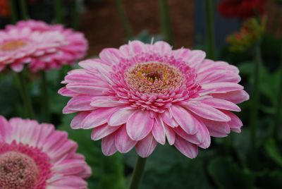 Gilroy Young Plants: Gerbera Pacific Rim® 