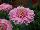 Florist Holland B.V.: Gerbera  'Pacific Rim®' 