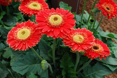 Gerbera  'Redwood®'