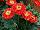 Florist Holland B.V.: Gerbera  'Redwood®' 