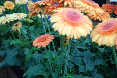 Gerbera  'Rocky Mountain ®'