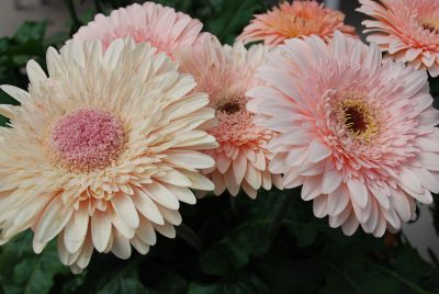 Gilroy Young Plants: Gerbera Saratoga® 