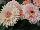 Florist Holland B.V.: Gerbera  'Saratoga®' 