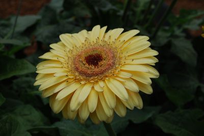 Gilroy Young Plants: Gerbera Zion® 