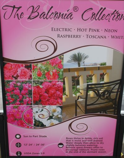 The Balconia&reg; Collection: Brilliant rose collection for the balcony or garden in Electric, Hot Pink, Neon, Raspberry, Toscana and White. Sun to Part Shade.  Spread 12 - 24”.  Height 24 - 30”; Zones 5 - 9.