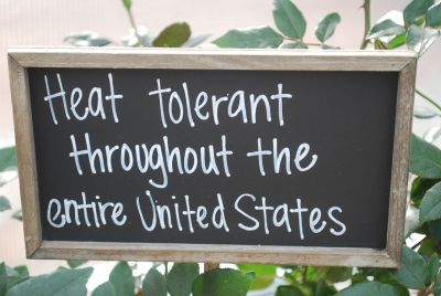 Heat & Drought Tolerant: Throughout the United States and beyond.