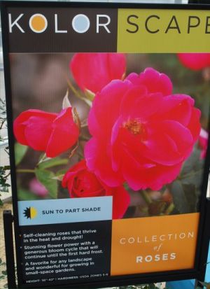 KolorScape&trade; Collection of Roses: Self-cleaning roses that thrive in the heat and drought!  Stunning flower power with a generous bloom cycle that will continue until first hard frost.  A favorite for landscaper and small-scale gardens.Height: 36-42 inches; zone hardy: 5 - 9.  Sun to part shade.