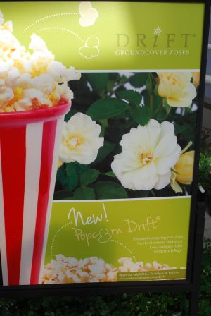 Popcorn Drift&reg; Roses: Blooms from spring until frost.  Excellent disease resistance.  Low, compact habit.  Attractive foliage.  Hungry?