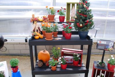 Roses on Display: A brilliant collection of roses on display for retail will increase impulse and holiday sales.