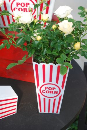 Popcorn Drift&reg; Roses: Brilliant white/cream colored ground cover rose.  Hungry?