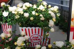 Popcorn Drift&reg; Roses: Brilliant white/cream colored ground cover rose.  Hungry?