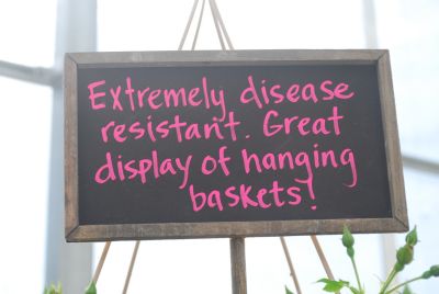 Rose Culture: Most all of our roses are high-heat tolerant and mostly disease resistant.