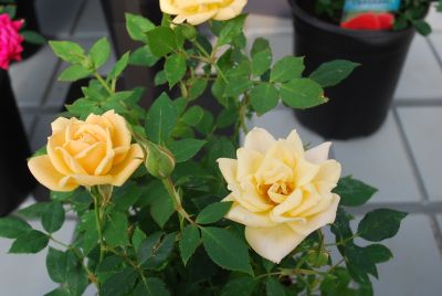 Table to Garden™ Miniature Rose Apricot Twist™ 