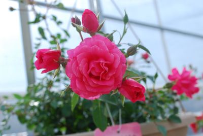 Greenheart Farms: Rose Electric Pink Balconia&reg;