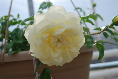 Greenheart Farms: Rose Pepita White Balconia&reg;