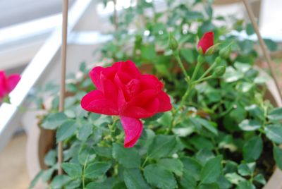 Greenheart Farms: Rose Raspberry Raspberry Balconia®