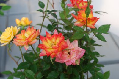 Greenheart Farms: Miniature Rose Fireworks™ Red/Pink/Yellow Table to Garden™