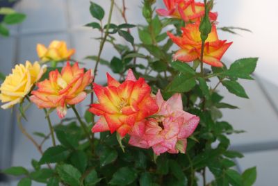 Greenheart Farms: Miniature Rose Fireworks&trade; Red/Pink/Yellow Table to Garden&trade;