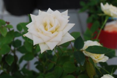 Greenheart Farms: Miniature Rose Innocence&trade; White Table to Garden&trade;