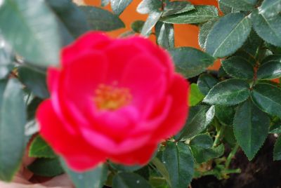 Kolorscape™ Rose Cherri 