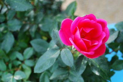 Kolorscape™ Rose Flamingo