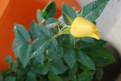 Greenheart Farms: Rose Lemon Yellow Kolorscape™