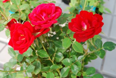 Greenheart Farms: Miniature Rose Sorcerer&trade; Red Table to Garden&trade;