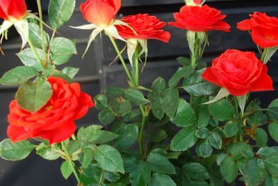 Greenheart Farms: Miniature Rose Autumn Red Sunblaze®