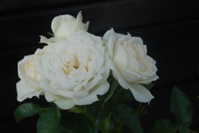 Greenheart Farms: Miniature Rose Bridal White Sunblaze&reg;