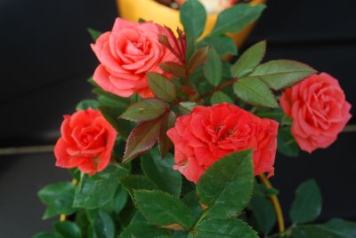 Greenheart Farms: Miniature Rose Salmon Salmon Sunblaze&reg;