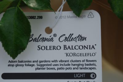 Balconia&reg; Tag: Adorn balconies and gardens with vibrant clusters of flowers and glossy foliage.  Use in hanging baskets, planter boxes, patio pots and pandscapes.  Sun to Part Shade.  Spread 12 - 24”.  Height 24 - 30”; Zones 5 - 9