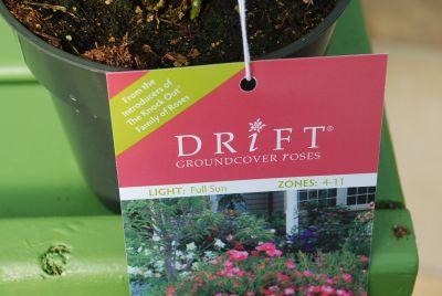 Drift&reg; Groundcover Roses: From the Introduction of the Knock Out&reg; family of Roses.  Full Sun, Zones 4 - 11.