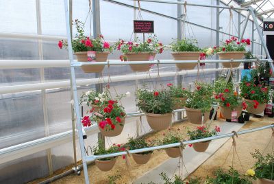 Rose Baskets: Perfect for the garden or as here, baskets.