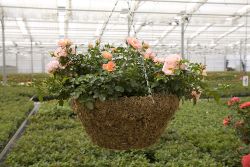 Hanging Roses: Pot roses make an excellent hanging basket.